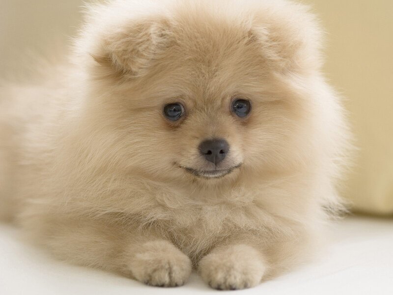 Fluffy Cream Puppy — Calm, Photograph, Paws