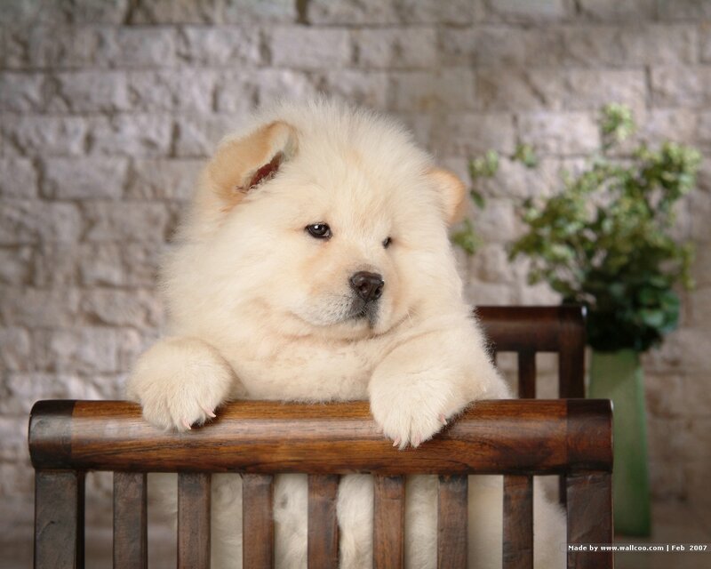 Fluffy Cream Puppy — Calm, Photograph