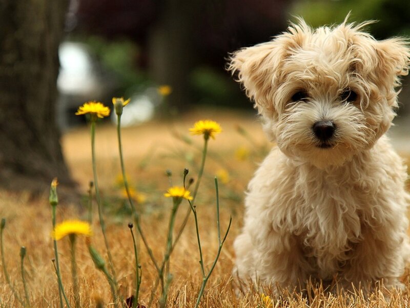 Fluffy Cream Puppy — Calm