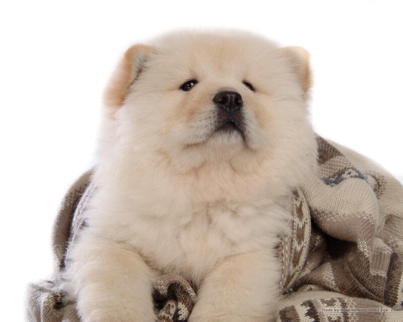 fluffy cream puppy on blanket
