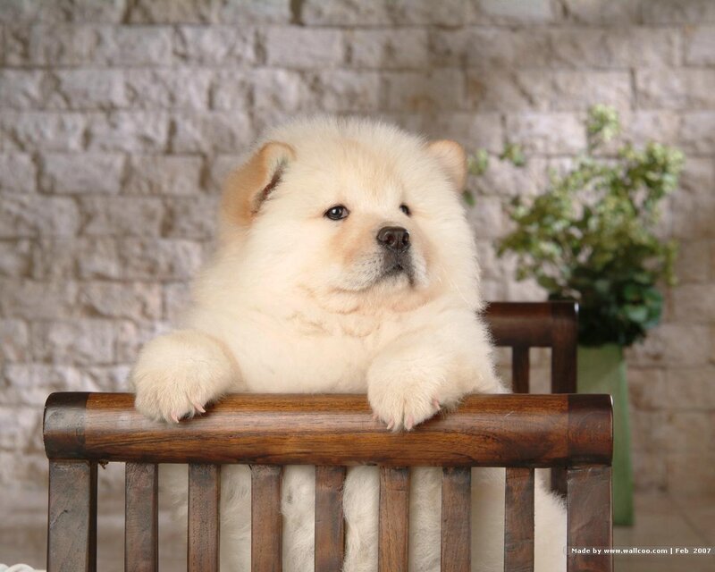 fluffy cream puppy on chair