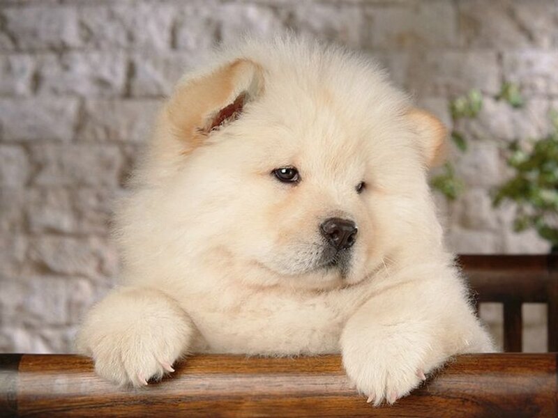 fluffy cream puppy on wood