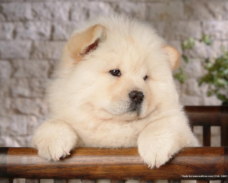 fluffy cream puppy on wood