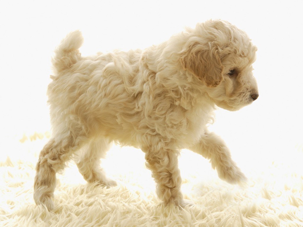 fluffy cream puppy walking