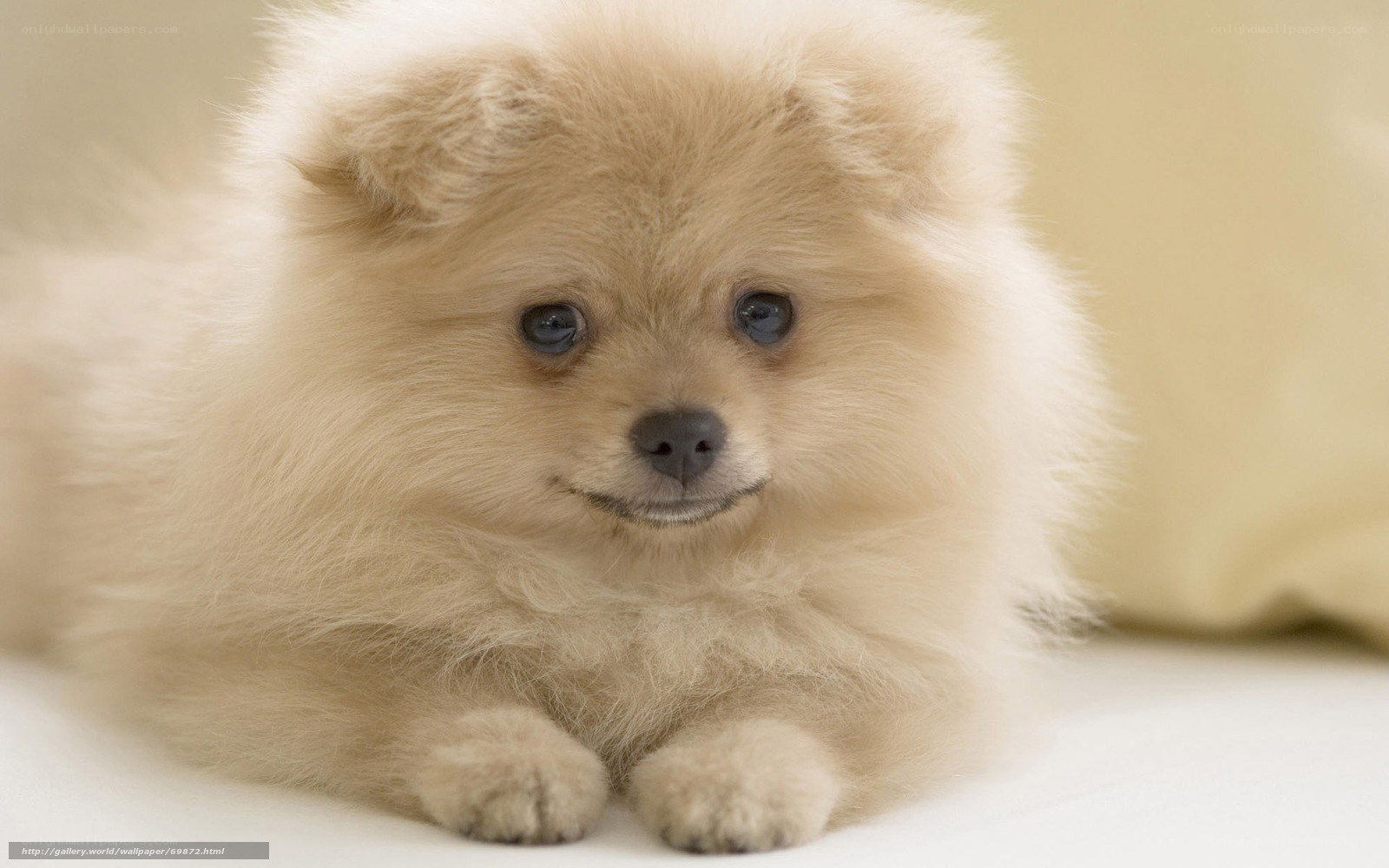fluffy cream puppy