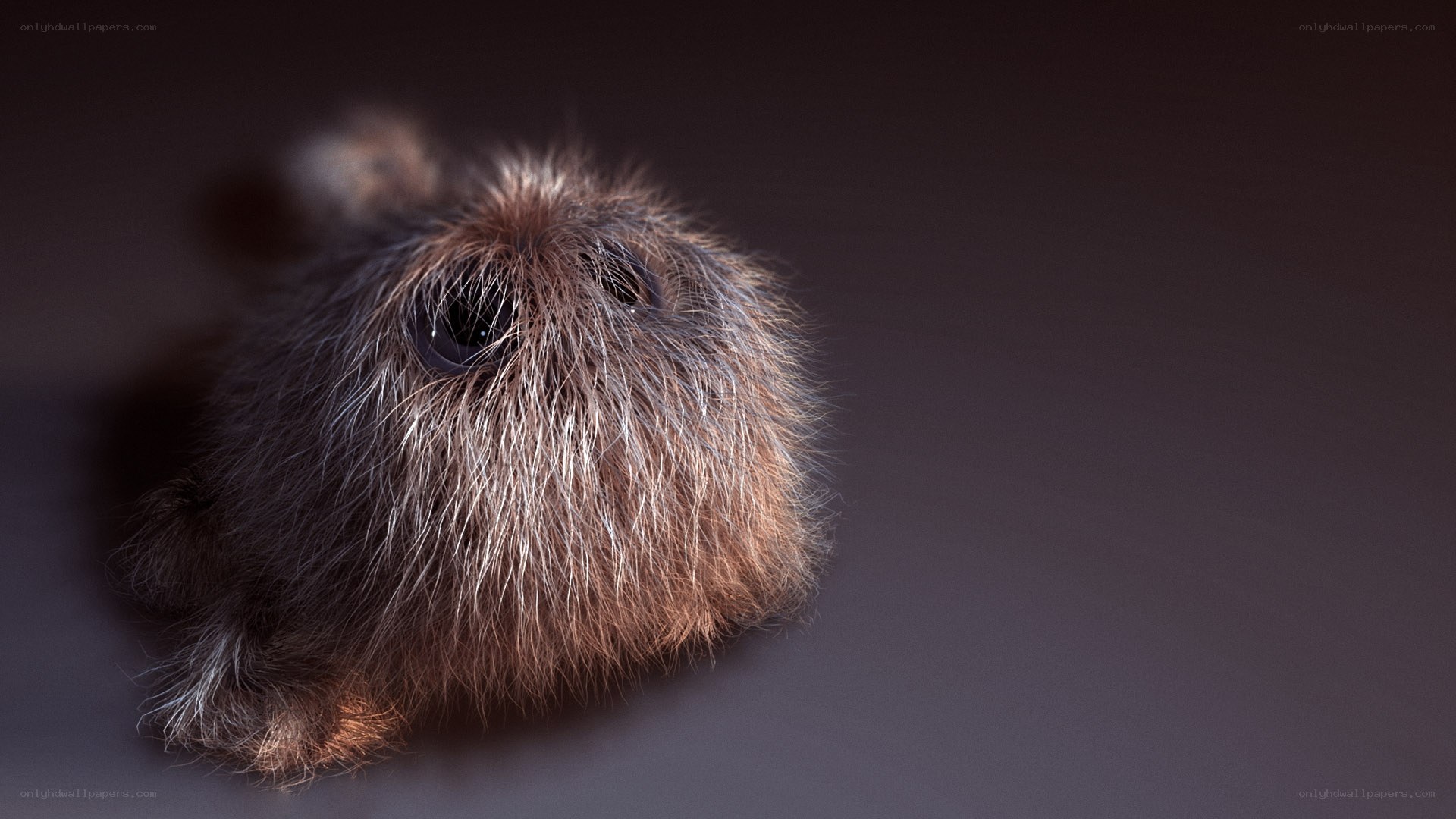 fluffy creature close-up