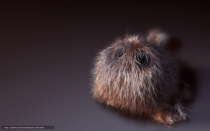 fluffy creature close-up