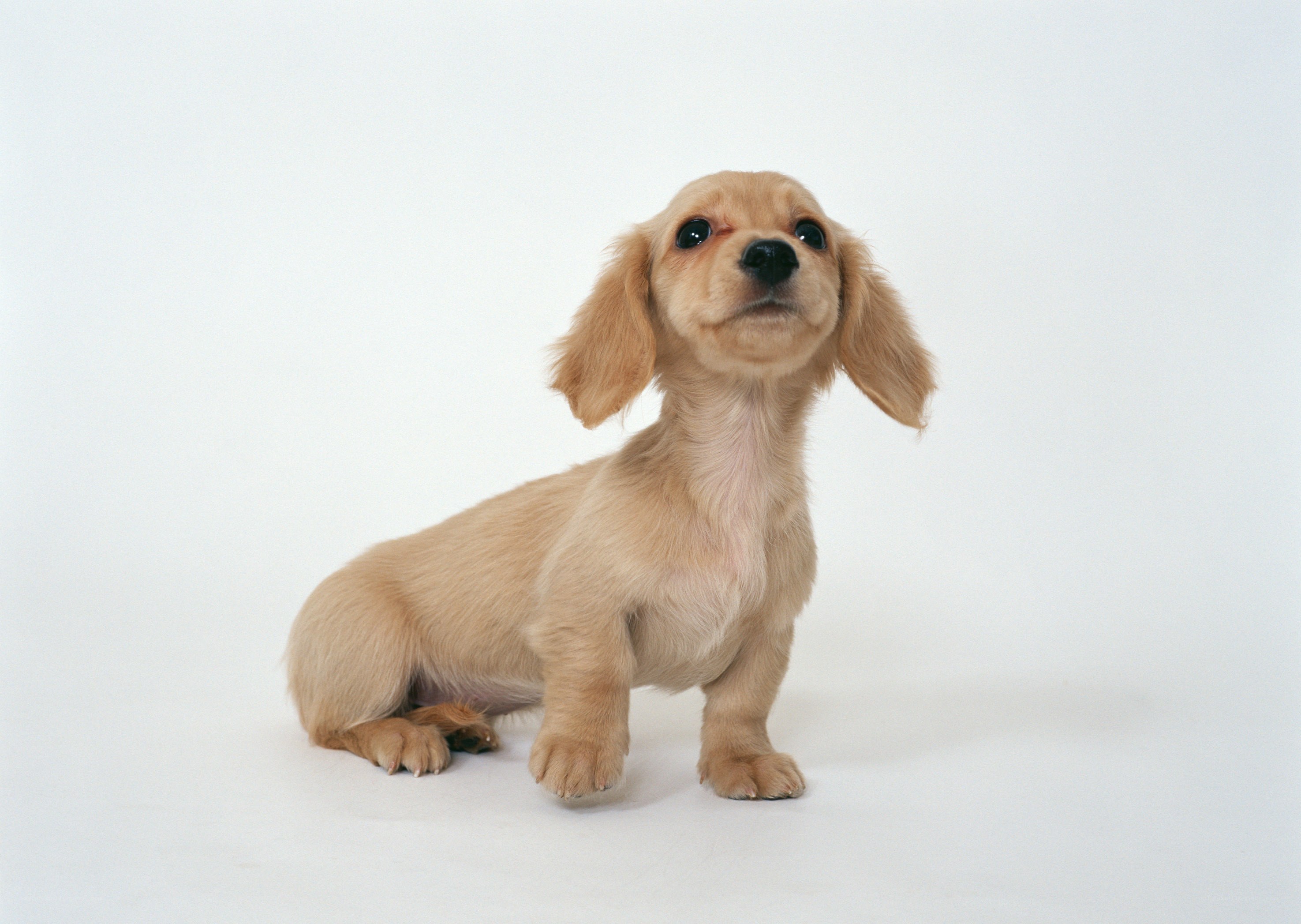 fluffy dachshund puppy