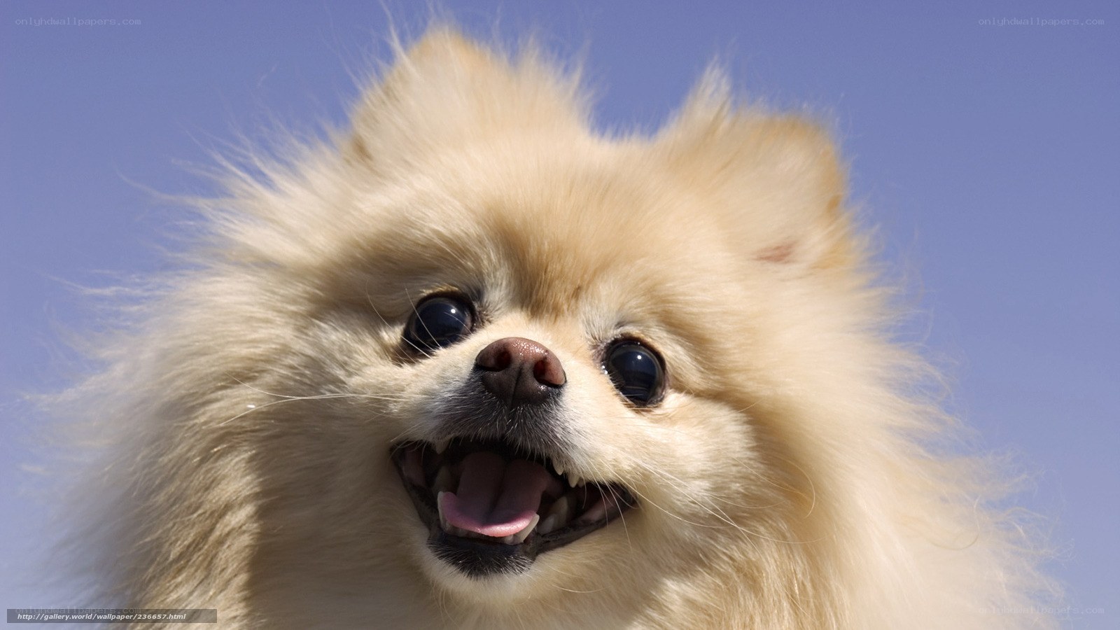 fluffy dog against blue sky