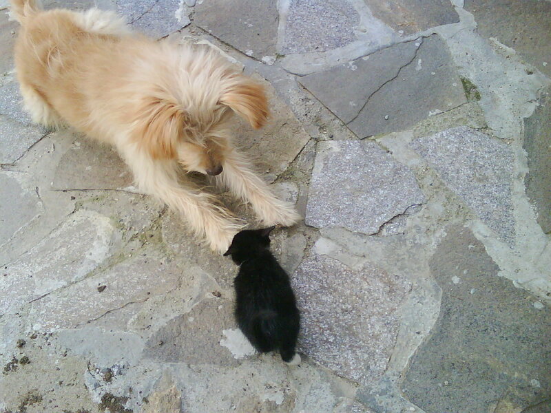 Fluffy Dog and Black Kitten