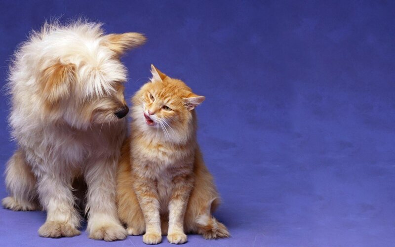 Fluffy Dog and Cat — Blue, Calm
