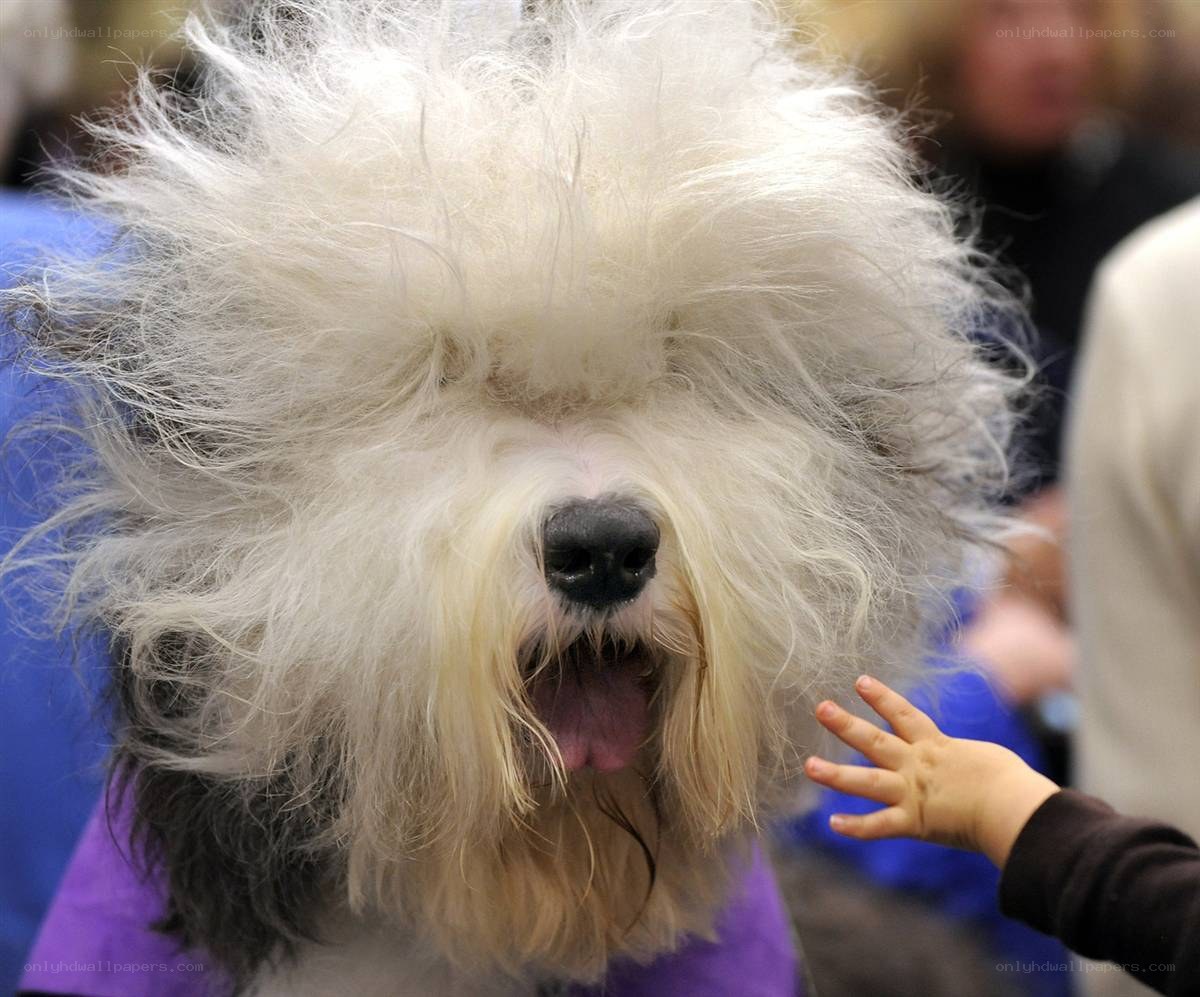 fluffy dog at a show