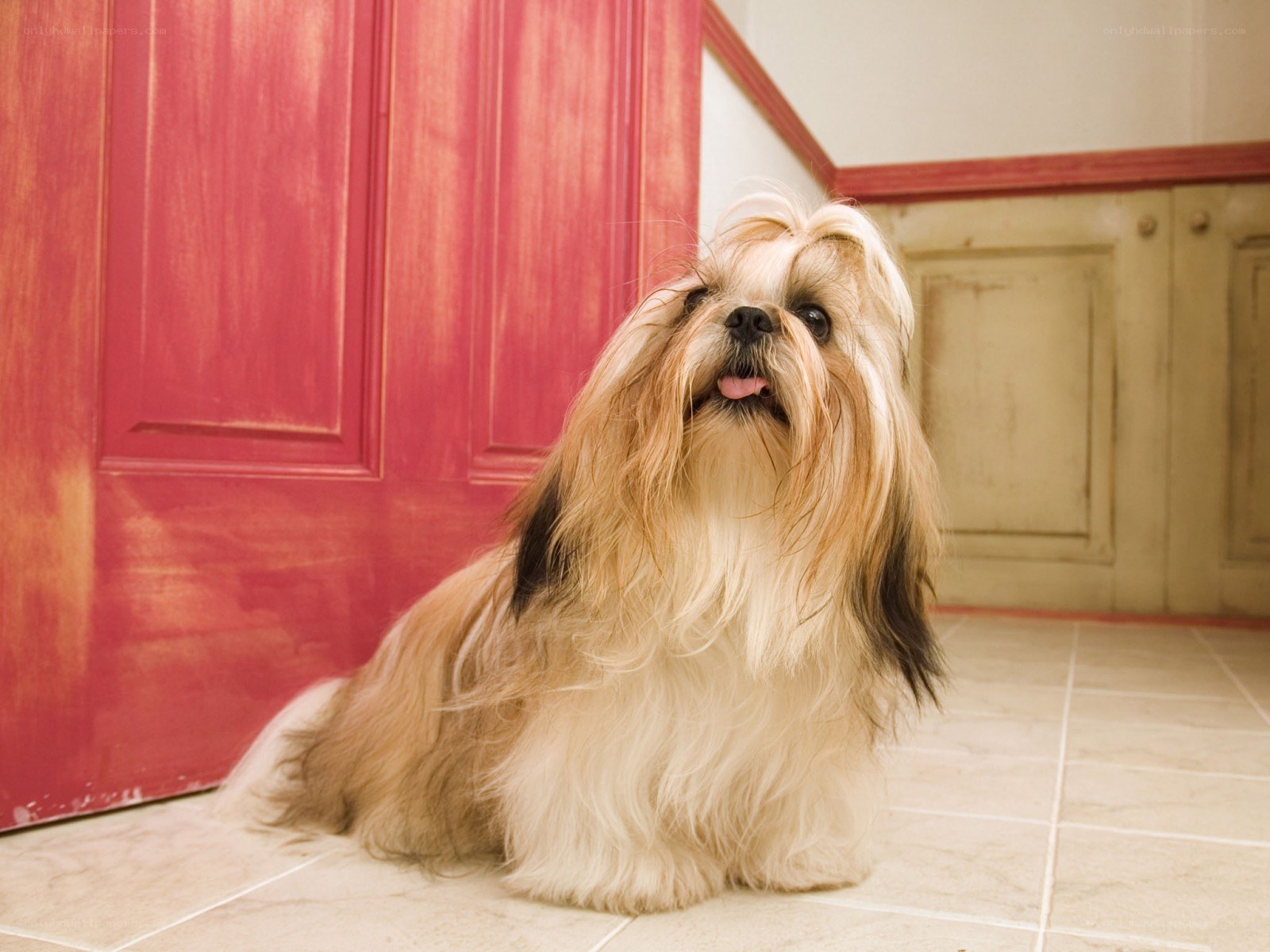 fluffy dog by red door