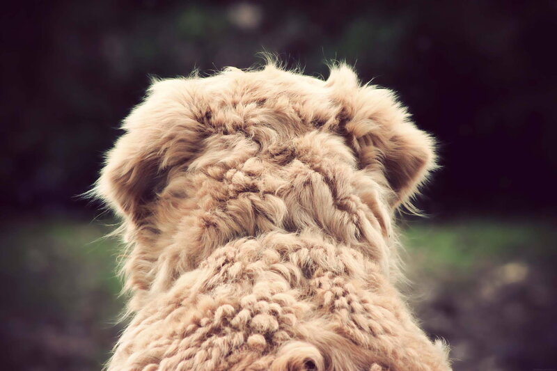 Fluffy Dog from Behind