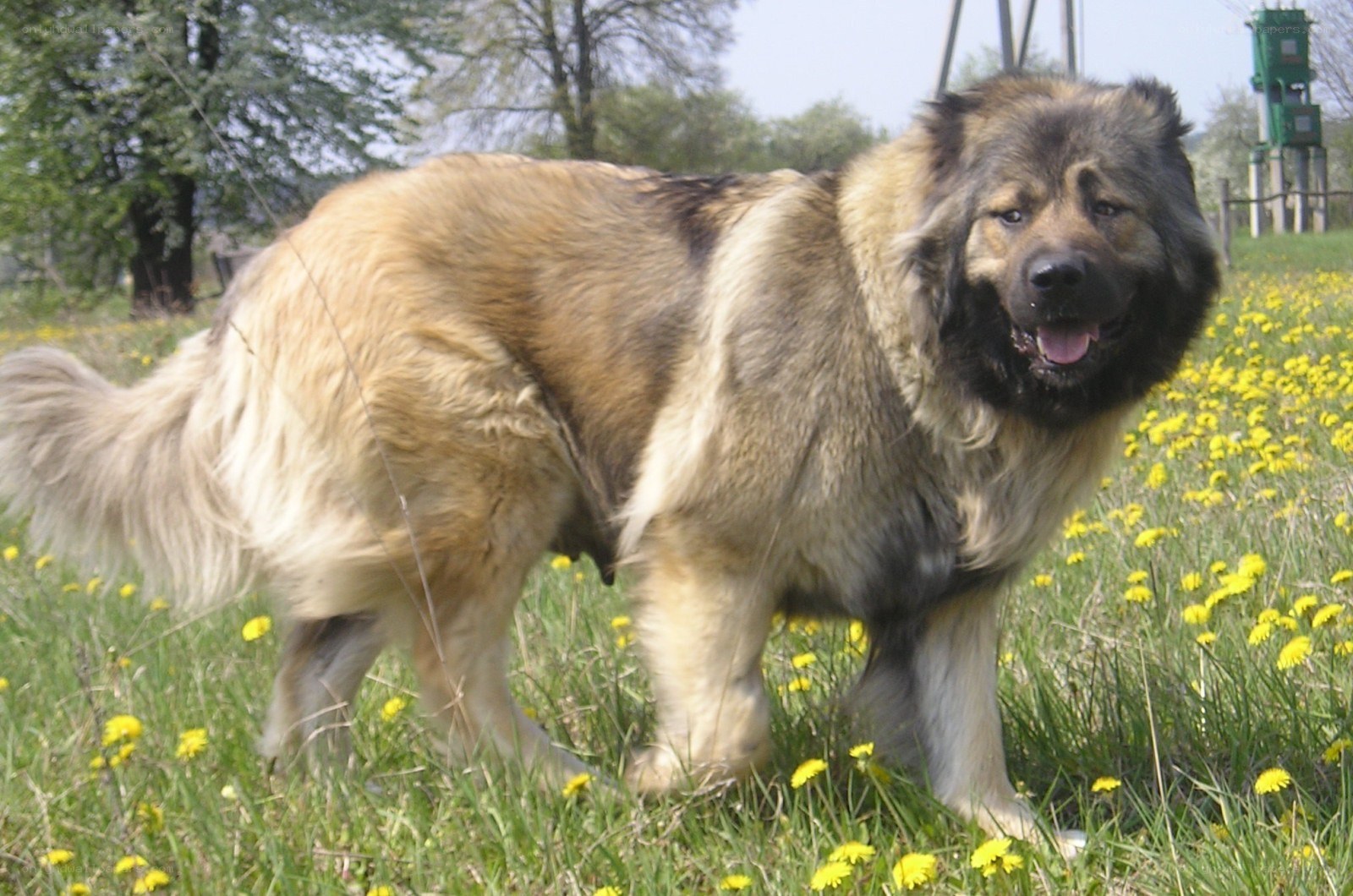 fluffy dog in a field