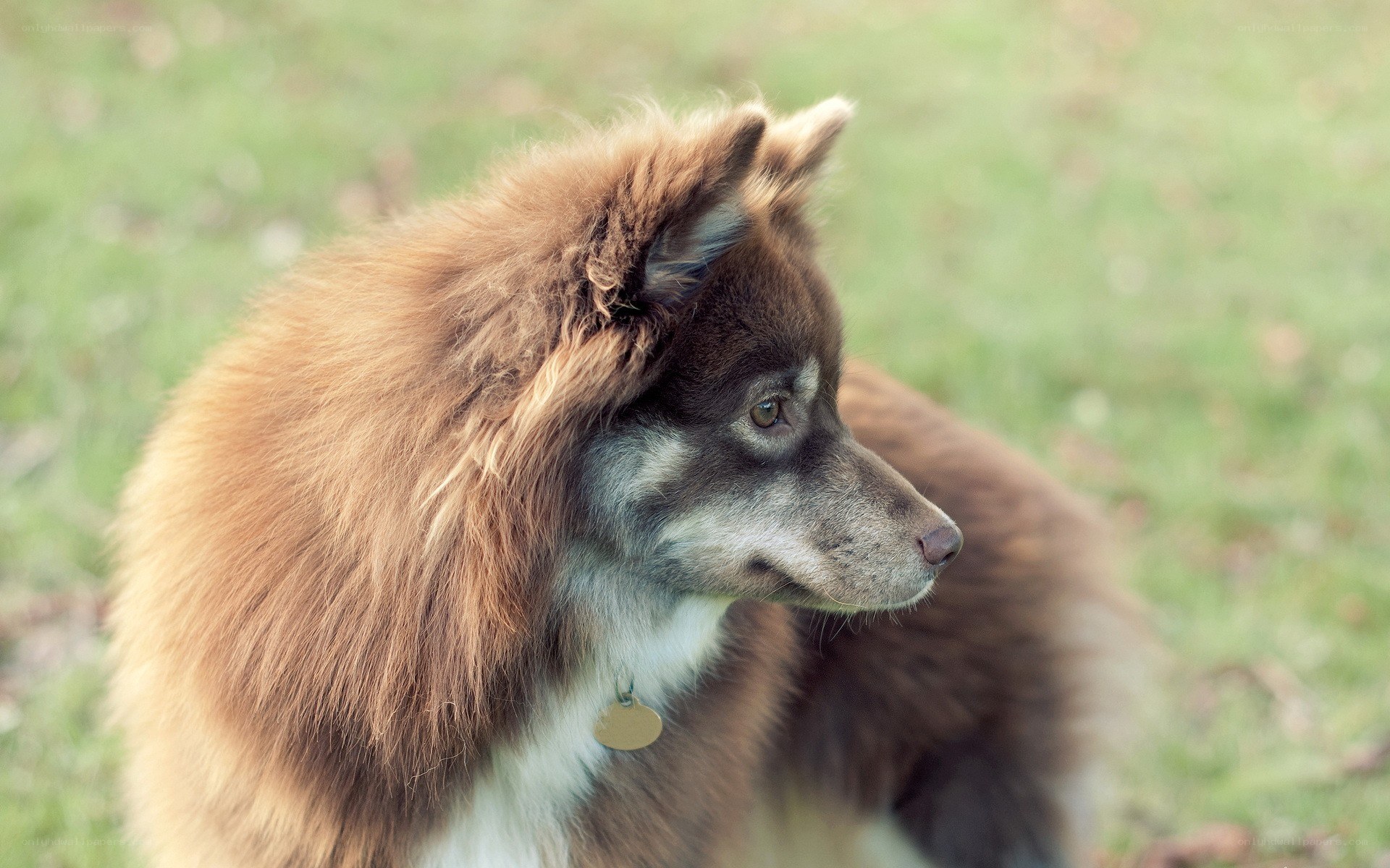 fluffy dog in a field