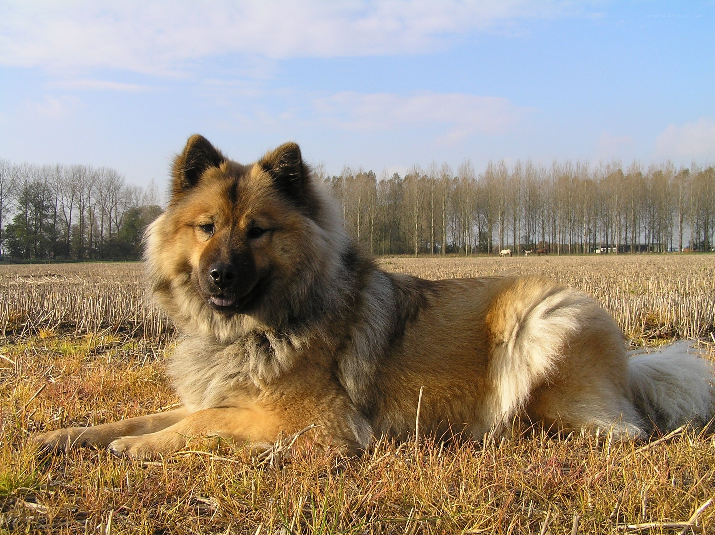fluffy dog in a field