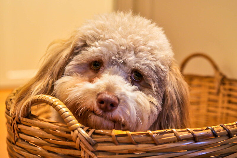Fluffy Dog in Basket — Brown