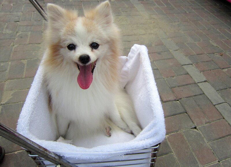 Fluffy Dog in Basket