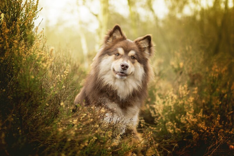 Fluffy Dog in Bushes