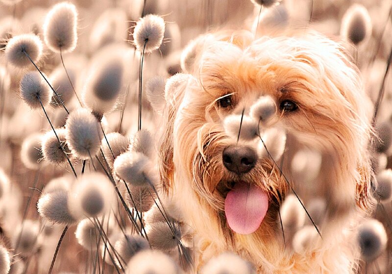 Fluffy Dog in Cotton Grass — Beige
