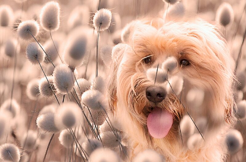 Fluffy Dog in Cotton Grass