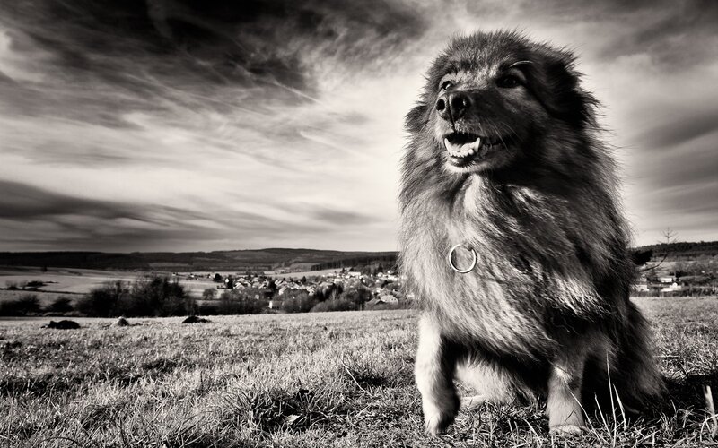Fluffy Dog in Field — Black, Dramatic