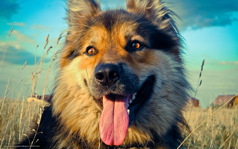Fluffy Dog in Field — Brown, Calm, Sunset