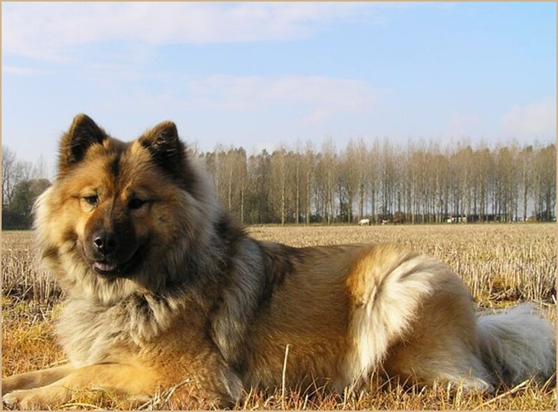 Fluffy Dog in Field — Brown, Calm