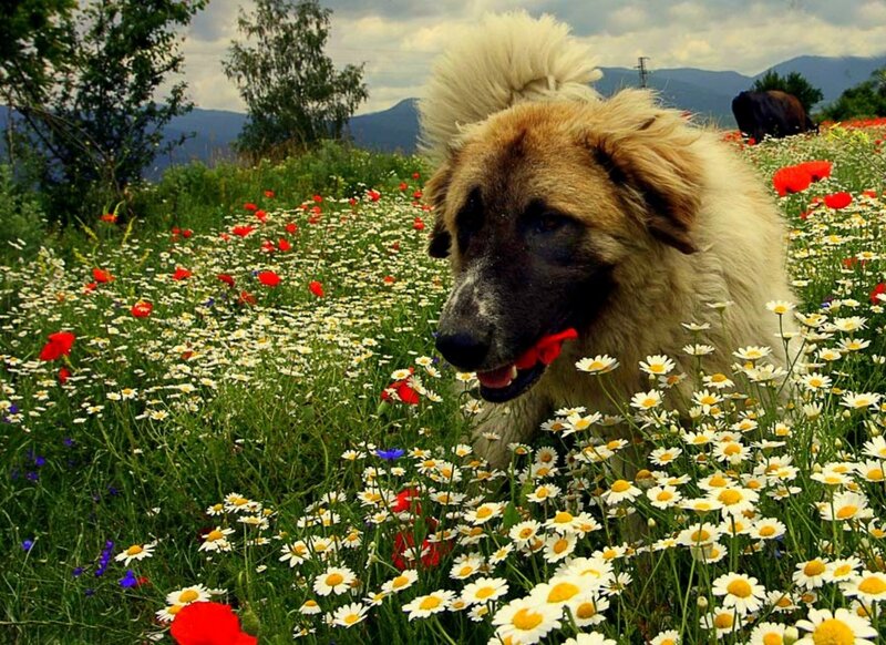 Fluffy Dog in Field