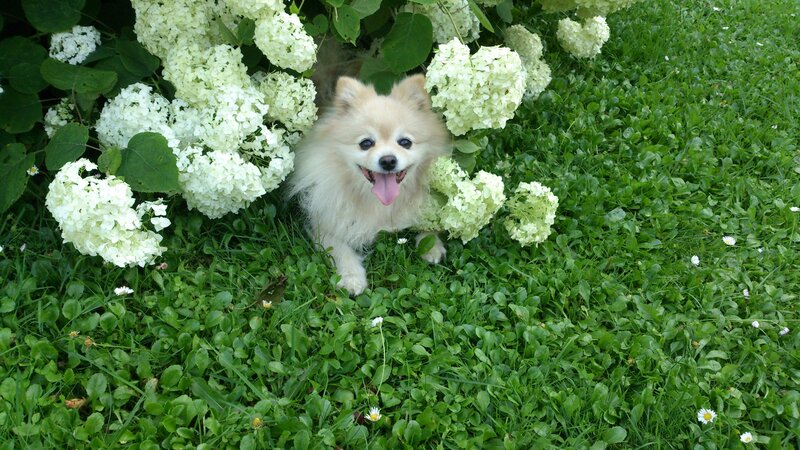 Fluffy Dog in Flowers — Green