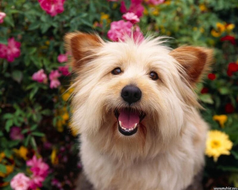 Fluffy Dog in Flowers