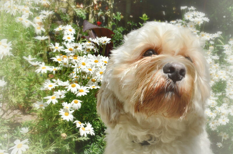 Fluffy Dog in Flowers — White