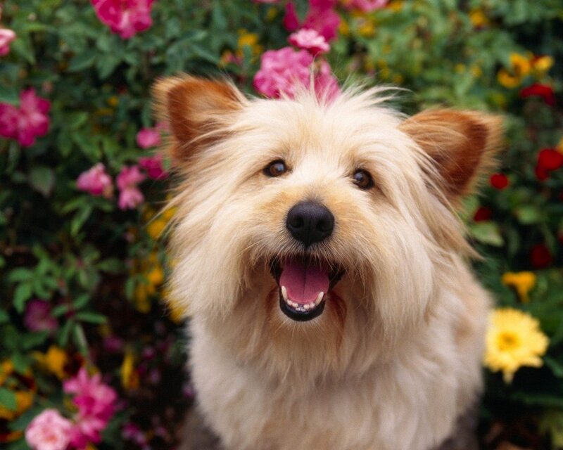 Fluffy Dog in Garden