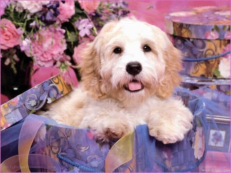fluffy dog in gift box