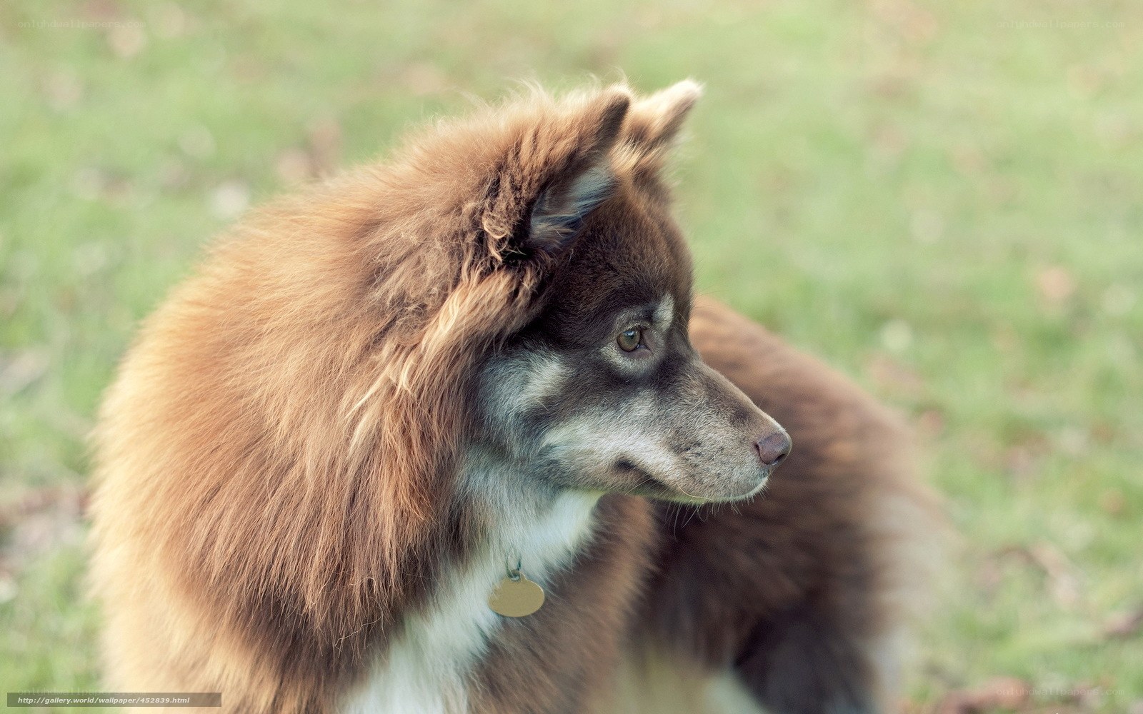 fluffy dog in grass