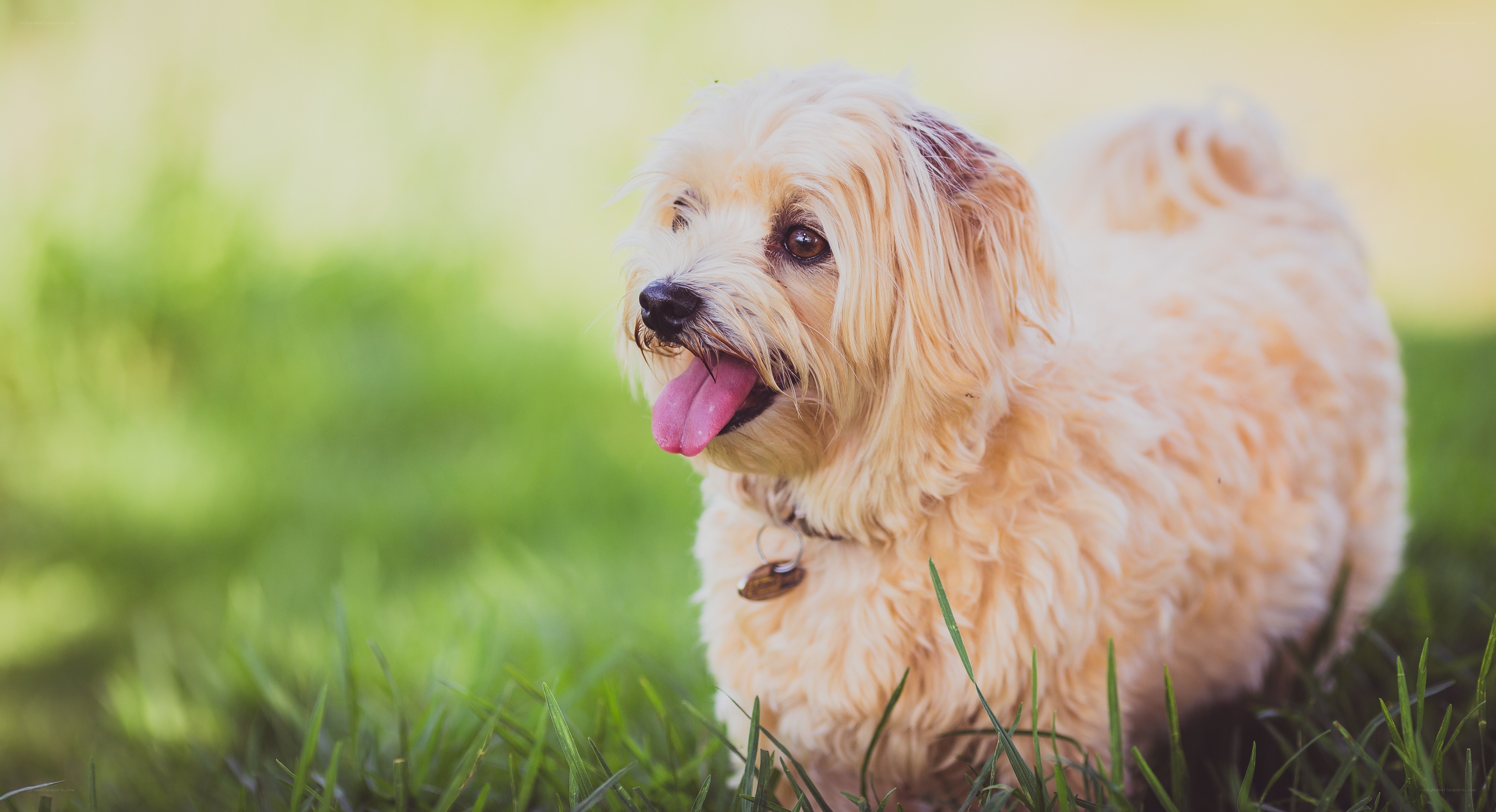 fluffy dog in grass