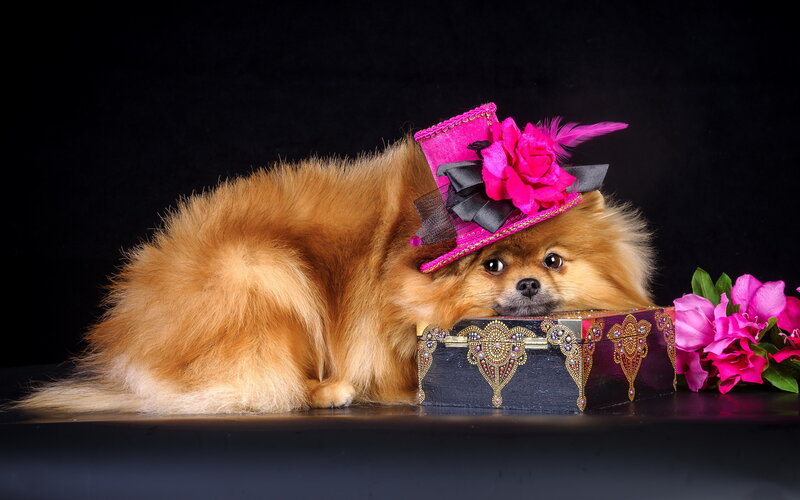 Fluffy Dog in Hat
