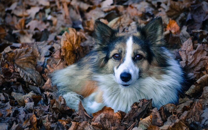 Fluffy Dog in Leaves