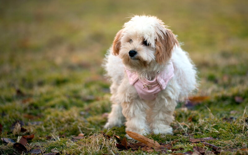 Fluffy Dog in Pink Vest — White, Calm