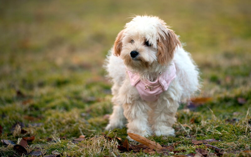 Fluffy Dog in Pink Vest — White