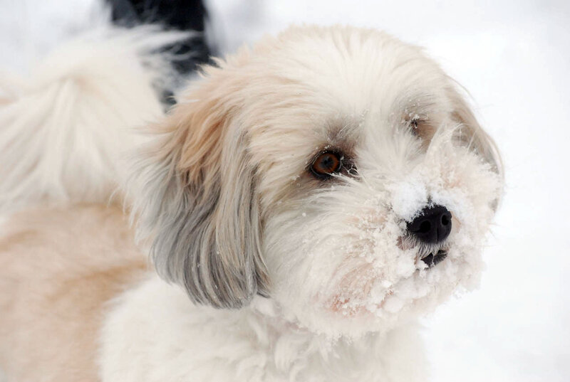 Fluffy Dog in Snow