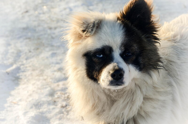 Fluffy Dog in Snow — White, Calm