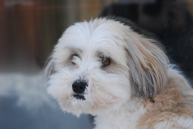 Fluffy Dog in Snow — White