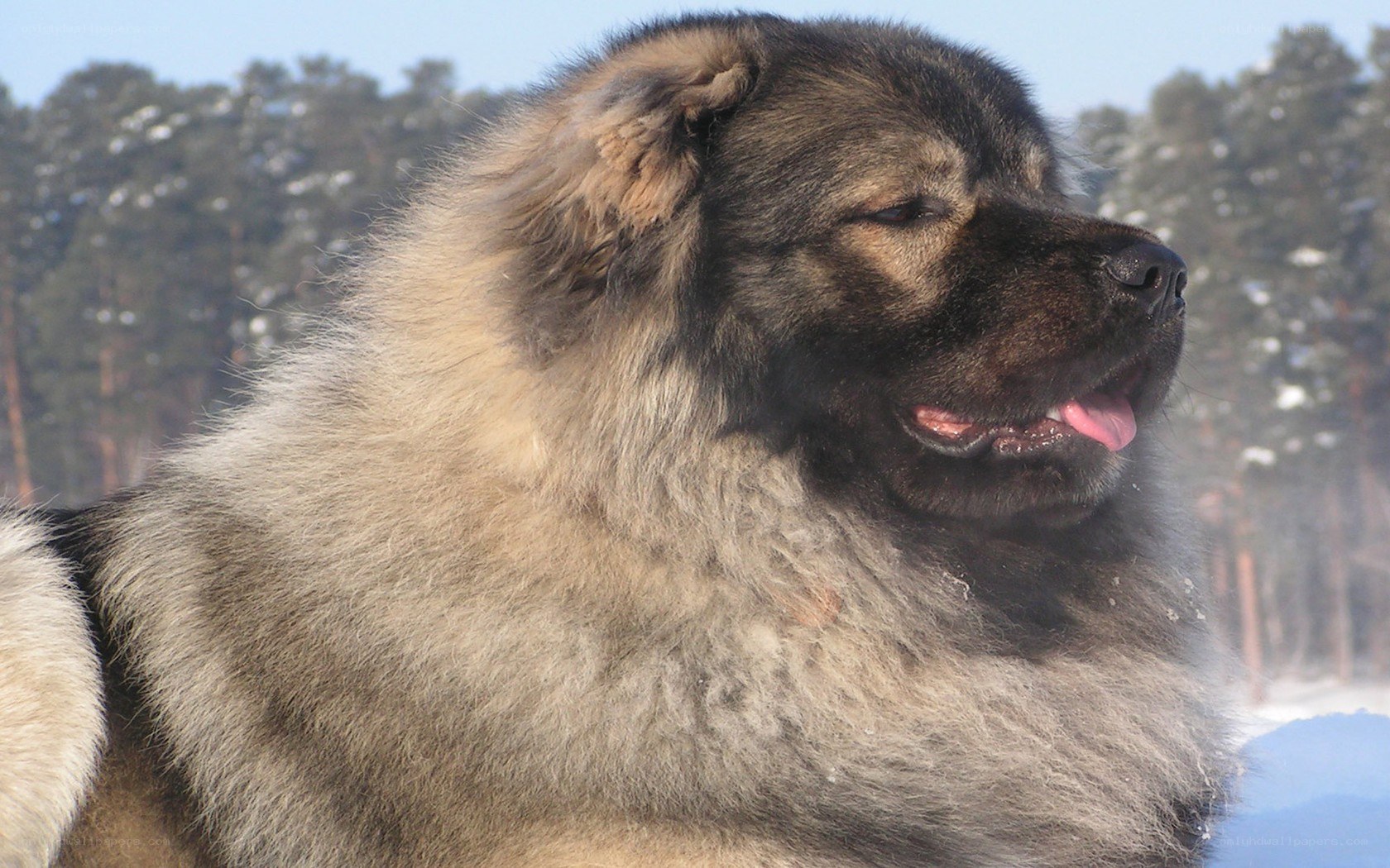 fluffy dog in snowy forest