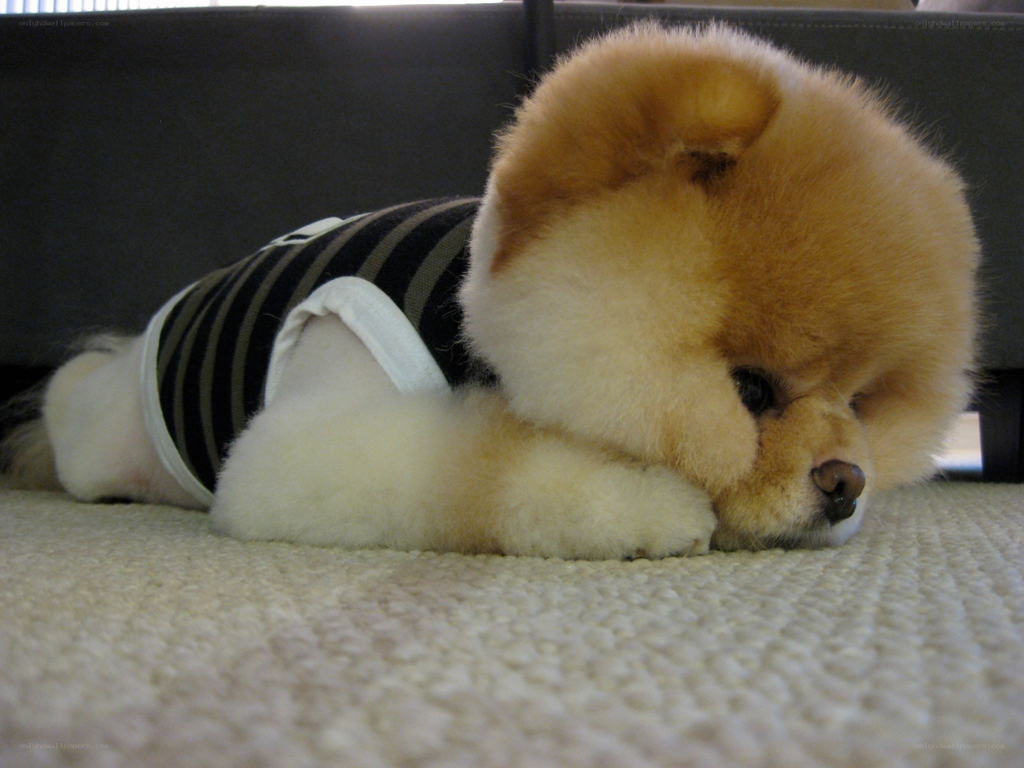 fluffy dog in striped shirt