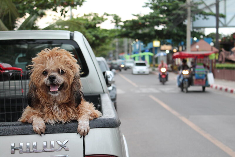 Fluffy Dog in Truck Bed