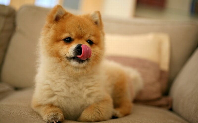 Fluffy Dog Licking Nose