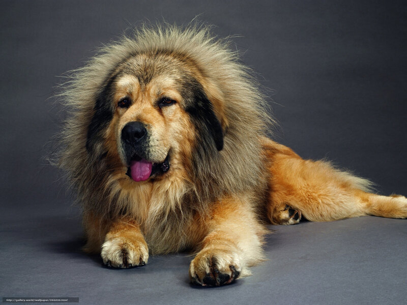 Fluffy Dog Lying Down — Brown