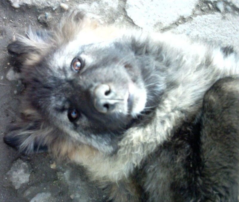 Fluffy Dog Lying Down — Gray